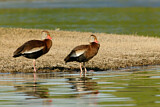 Image. Black-bellied Whistling Duck
