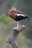 Image. Black-bellied Whistling Duck