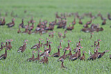 Image. Black-bellied Whistling Duck