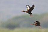 Image. Black-bellied Whistling Duck
