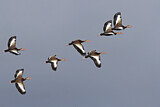 Image. Black-bellied Whistling Duck
