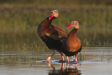 Image. Black-bellied Whistling Duck