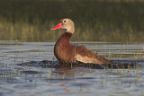 Image. Black-bellied Whistling Duck