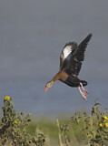 Image. Black-bellied Whistling Duck