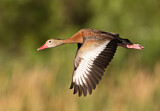 Image. Black-bellied Whistling Duck