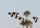 Image. Black-bellied Whistling Duck