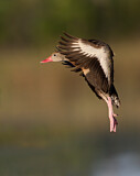 Image. Black-bellied Whistling Duck