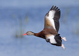 Image. Black-bellied Whistling Duck