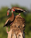 Image. Black-bellied Whistling Duck
