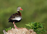 Image. Black-bellied Whistling Duck