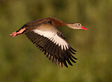 Image. Black-bellied Whistling Duck