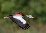 Image. Black-bellied Whistling Duck