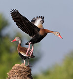 Image. Black-bellied Whistling Duck