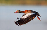 Image. Black-bellied Whistling Duck