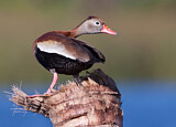 Image. Black-bellied Whistling Duck