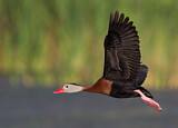Image. Black-bellied Whistling Duck