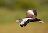 Image. Black-bellied Whistling Duck