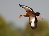 Image. Black-bellied Whistling Duck