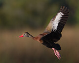 Image. Black-bellied Whistling Duck