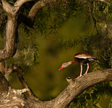 Image. Black-bellied Whistling Duck
