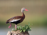 Image. Black-bellied Whistling Duck