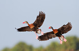 Image. Black-bellied Whistling Duck