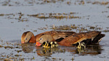 Image. Black-bellied Whistling Duck