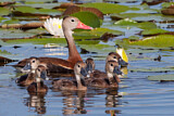 Image. Black-bellied Whistling Duck