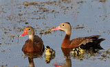 Image. Black-bellied Whistling Duck
