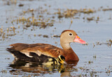 Image. Black-bellied Whistling Duck