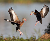 Image. Black-bellied Whistling Duck