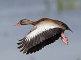 Image. Black-bellied Whistling Duck