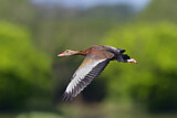Image. Black-bellied Whistling Duck