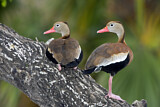 Image. Black-bellied Whistling Duck