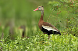 Image. Black-bellied Whistling Duck
