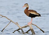 Image. Black-bellied Whistling Duck