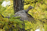 Image. Black-billed Capercaillie