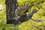 Image. Black-billed Capercaillie