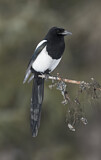 Image. Black-billed Magpie