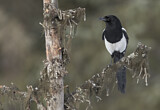 Image. Black-billed Magpie