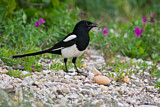 Image. Black-billed Magpie