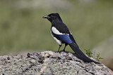 Image. Black-billed Magpie