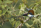 Image. Black-billed Mountain Toucan