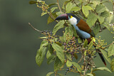 Image. Black-billed Mountain Toucan