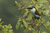 Image. Black-billed Mountain Toucan