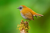 Image. Black-billed Nightingale-thrush