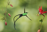 Image. Black-billed Streamertail