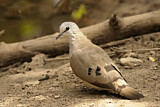 Image. Black-billed Wood Dove