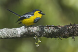 Image. Black-breasted Boatbill