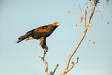 Image. Black-breasted Buzzard